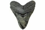 Serrated, Fossil Megalodon Tooth - Beautiful Meg #310395-1